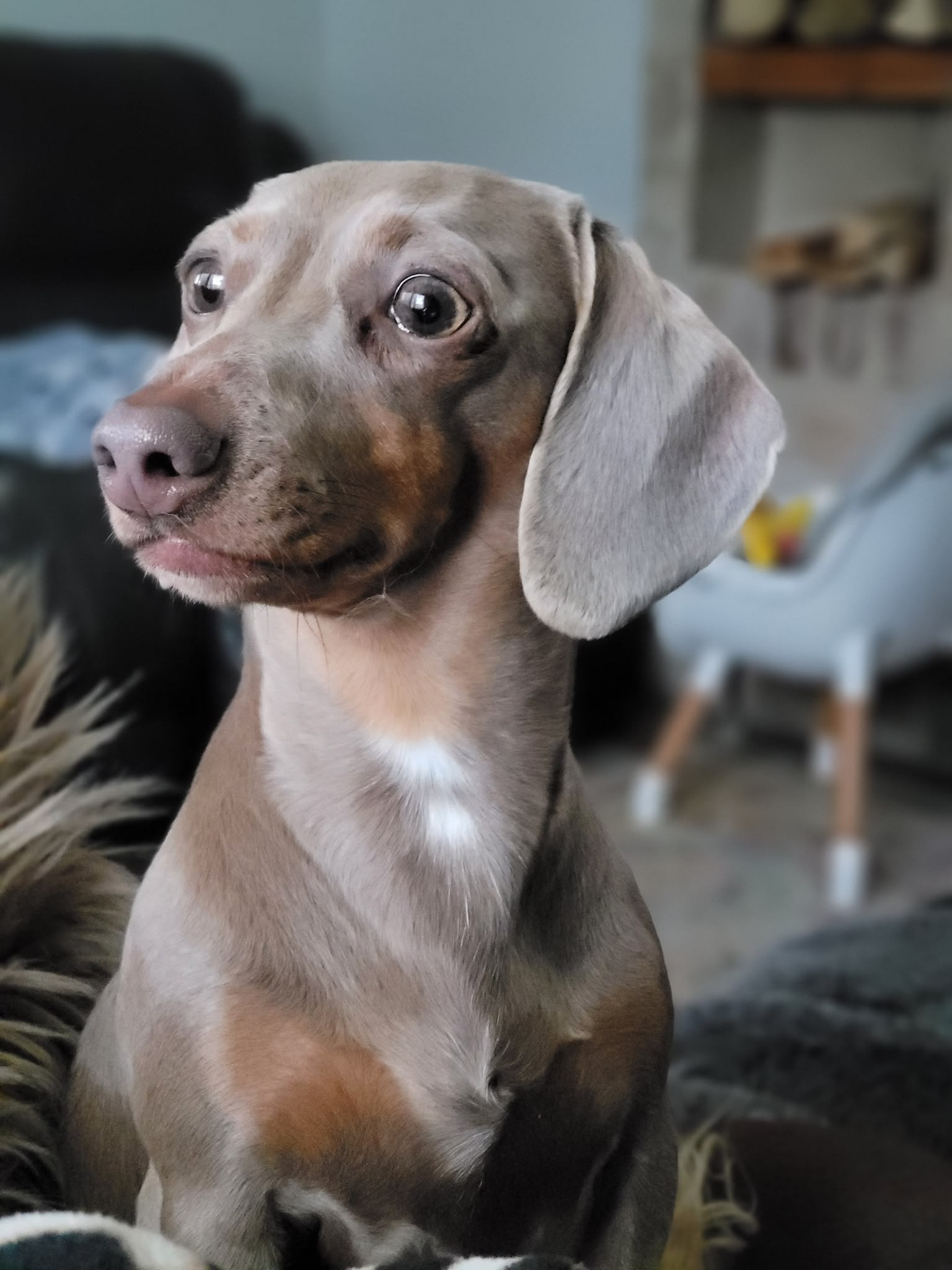 Rey Rey - Miniature Smooth Dachshund Dam
