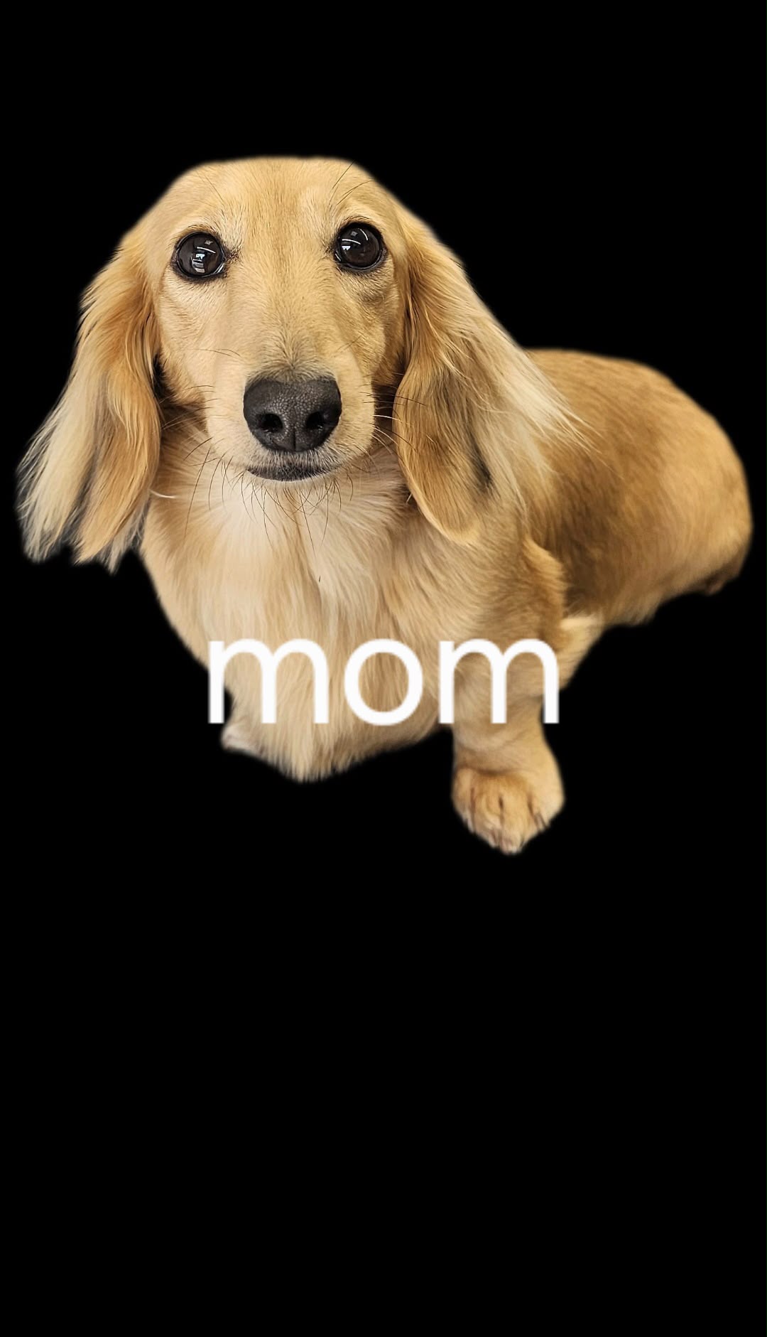 Storm - Miniature Smooth Dachshund Dam