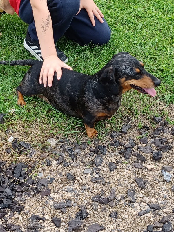 Miniature Dachshund