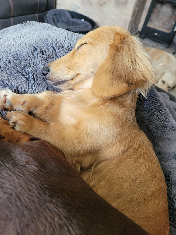 Miniature Dachshund