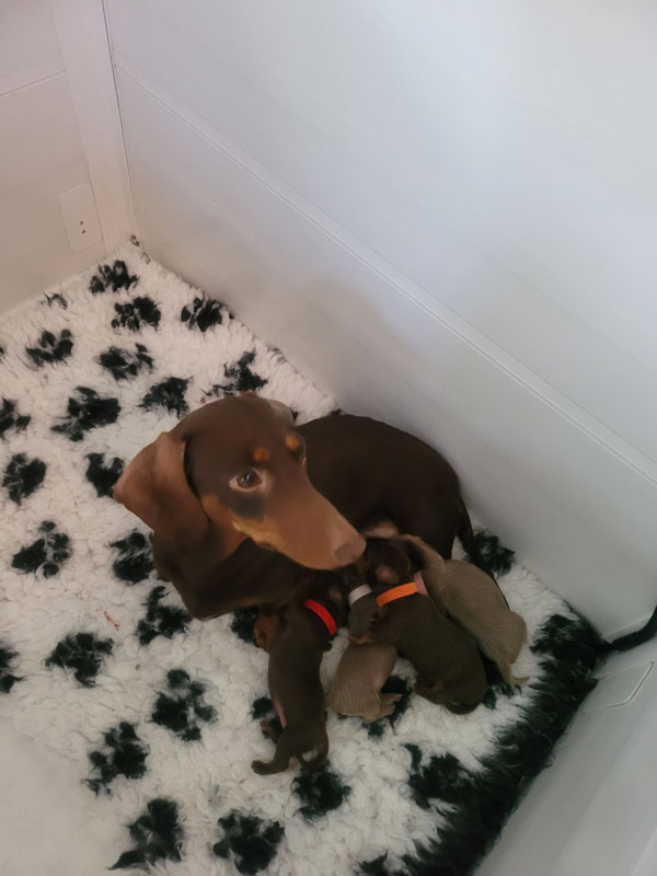 Miniature Dachshund