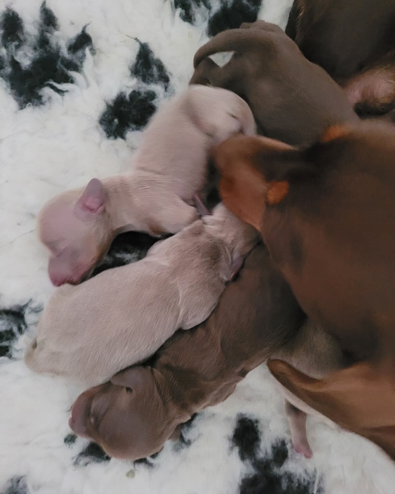 Miniature Dachshund