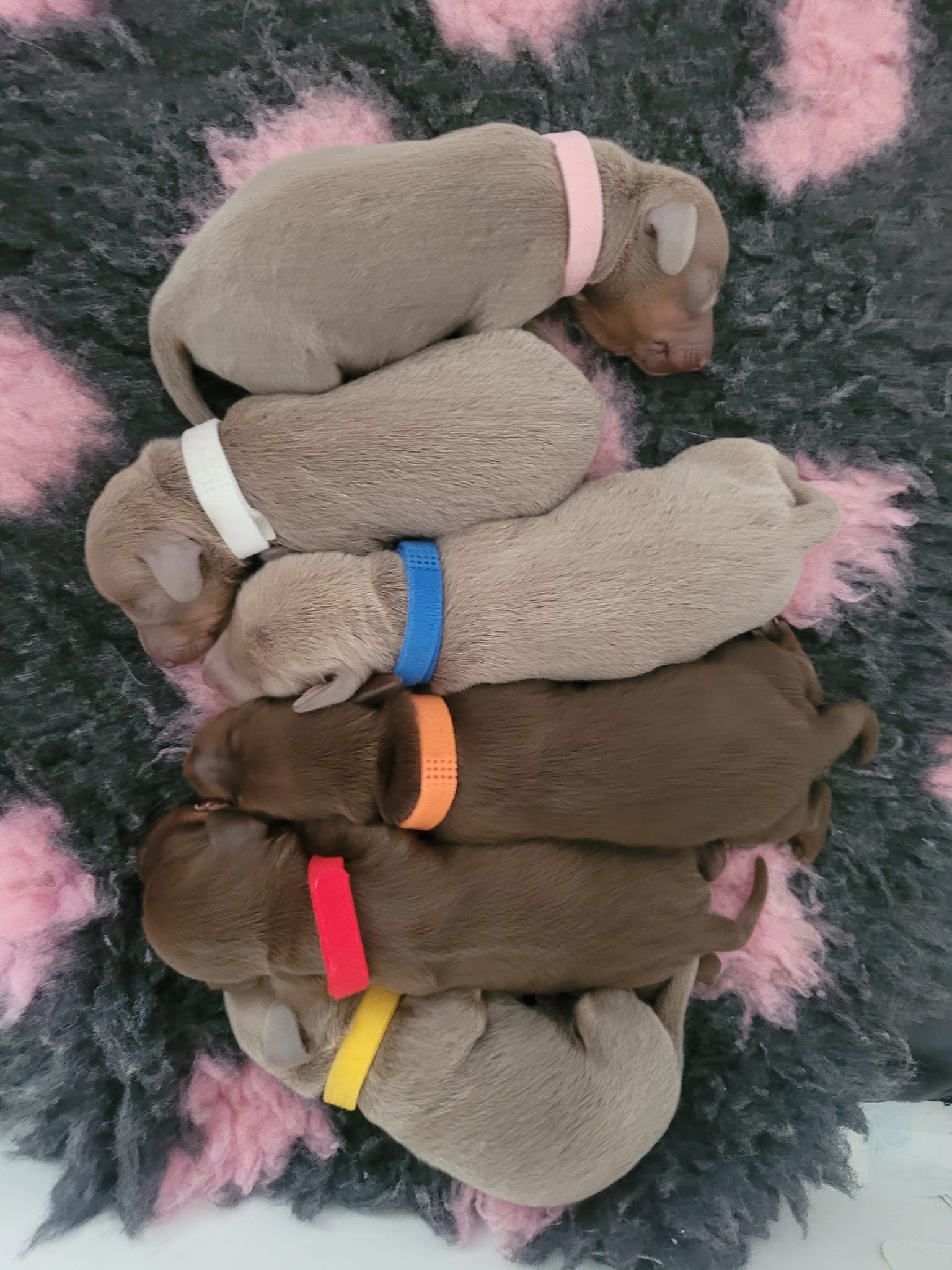 Miniature Dachshund