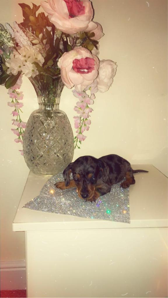 Miniature Dachshund