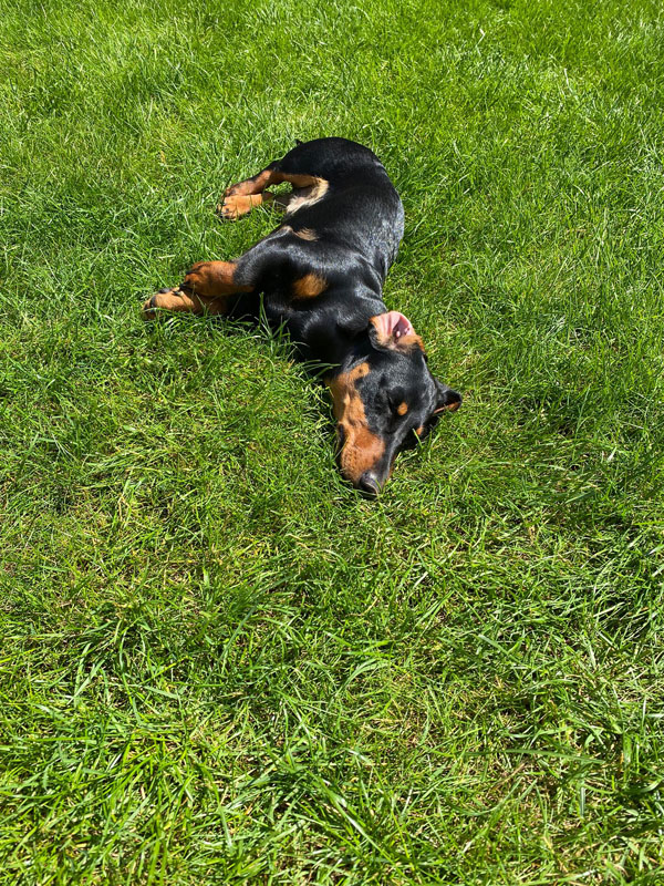 Miniature Dachshund