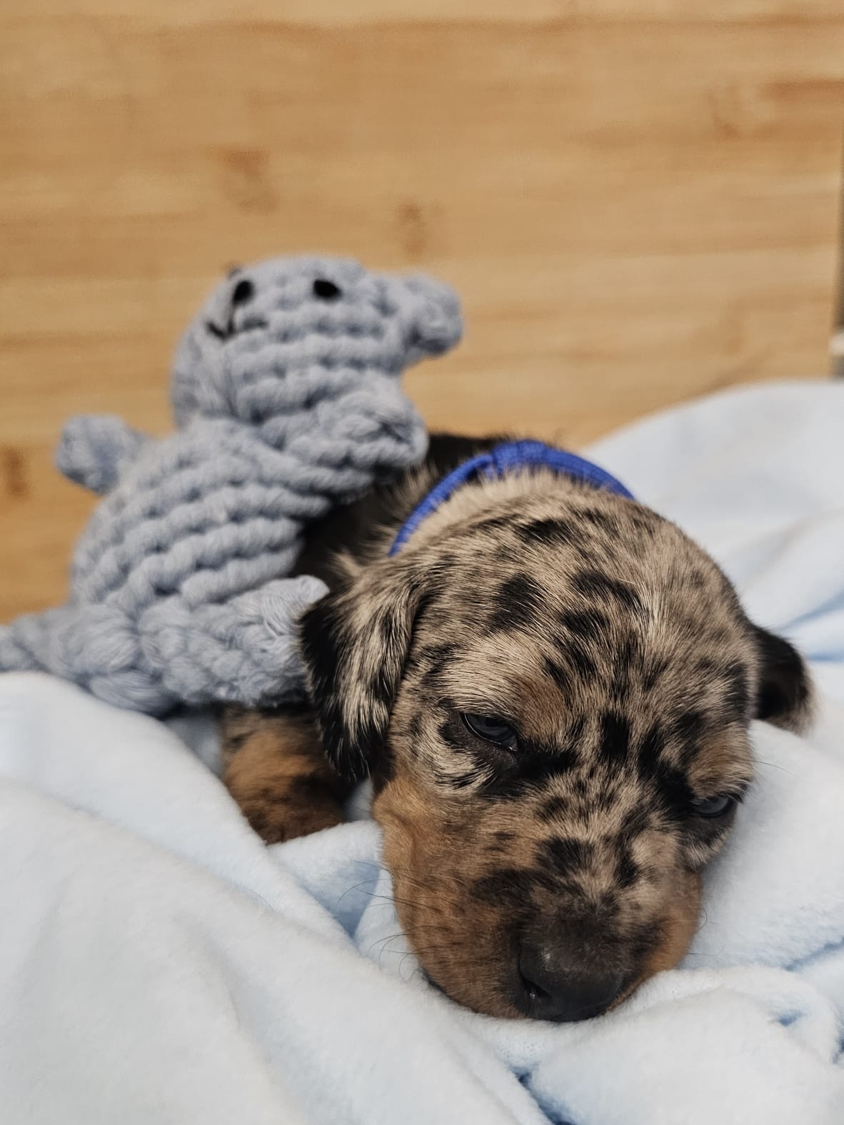 Miniature Dachshund