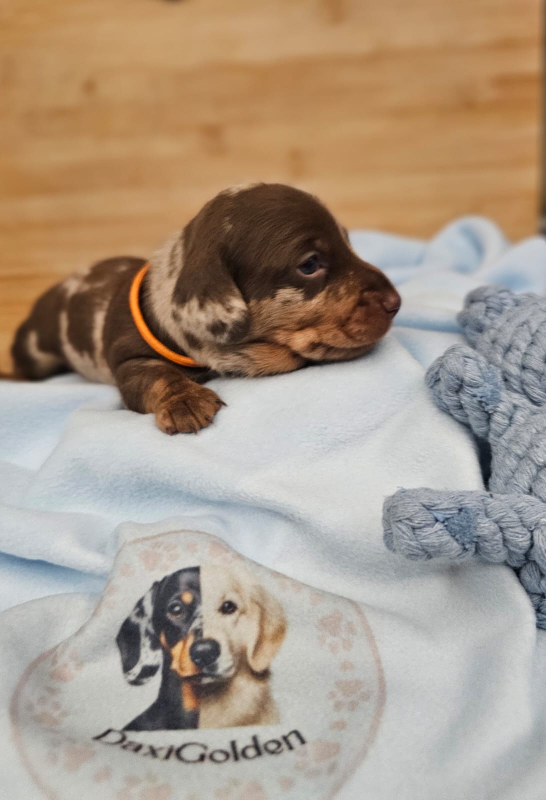 Miniature Dachshund