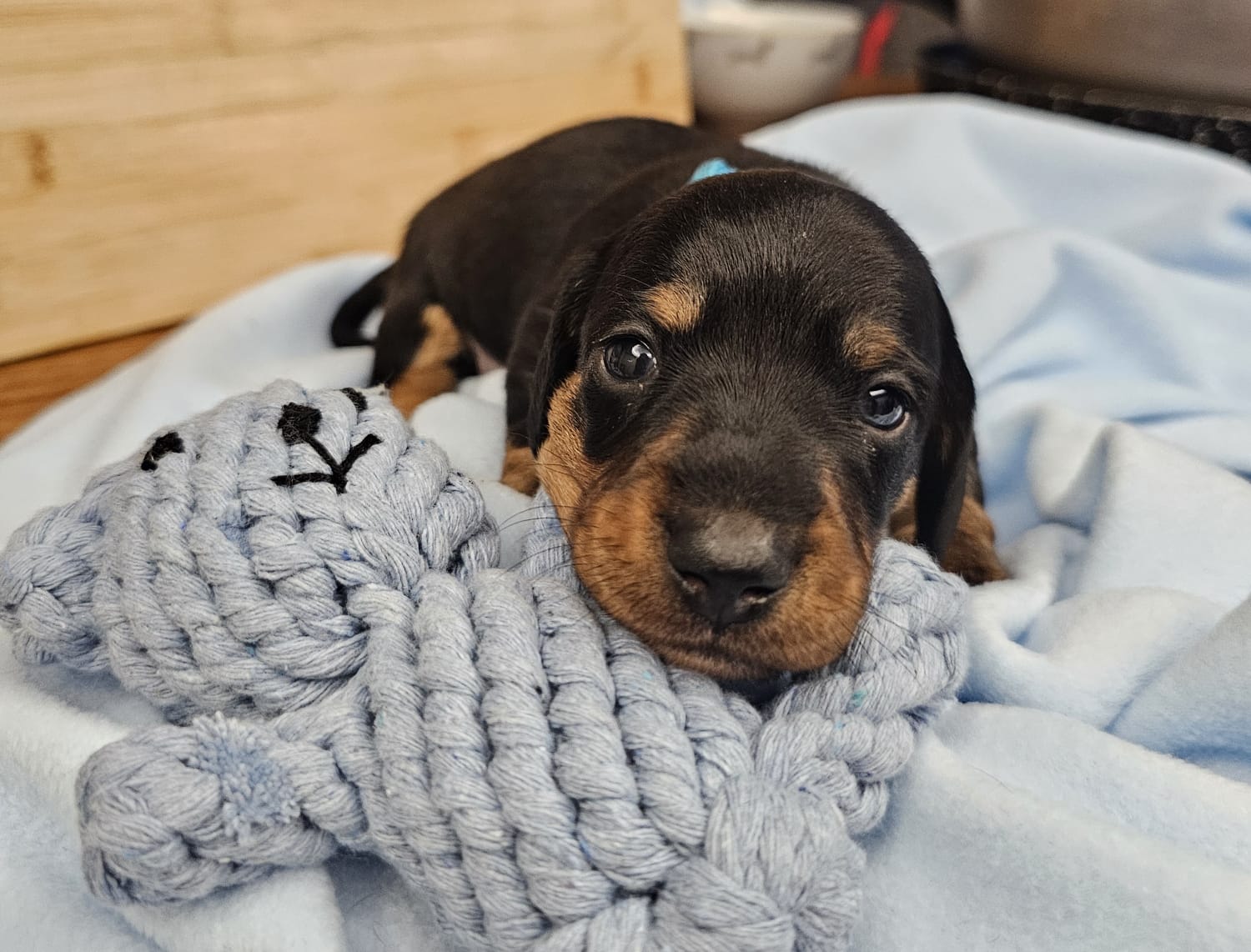 Miniature Dachshund