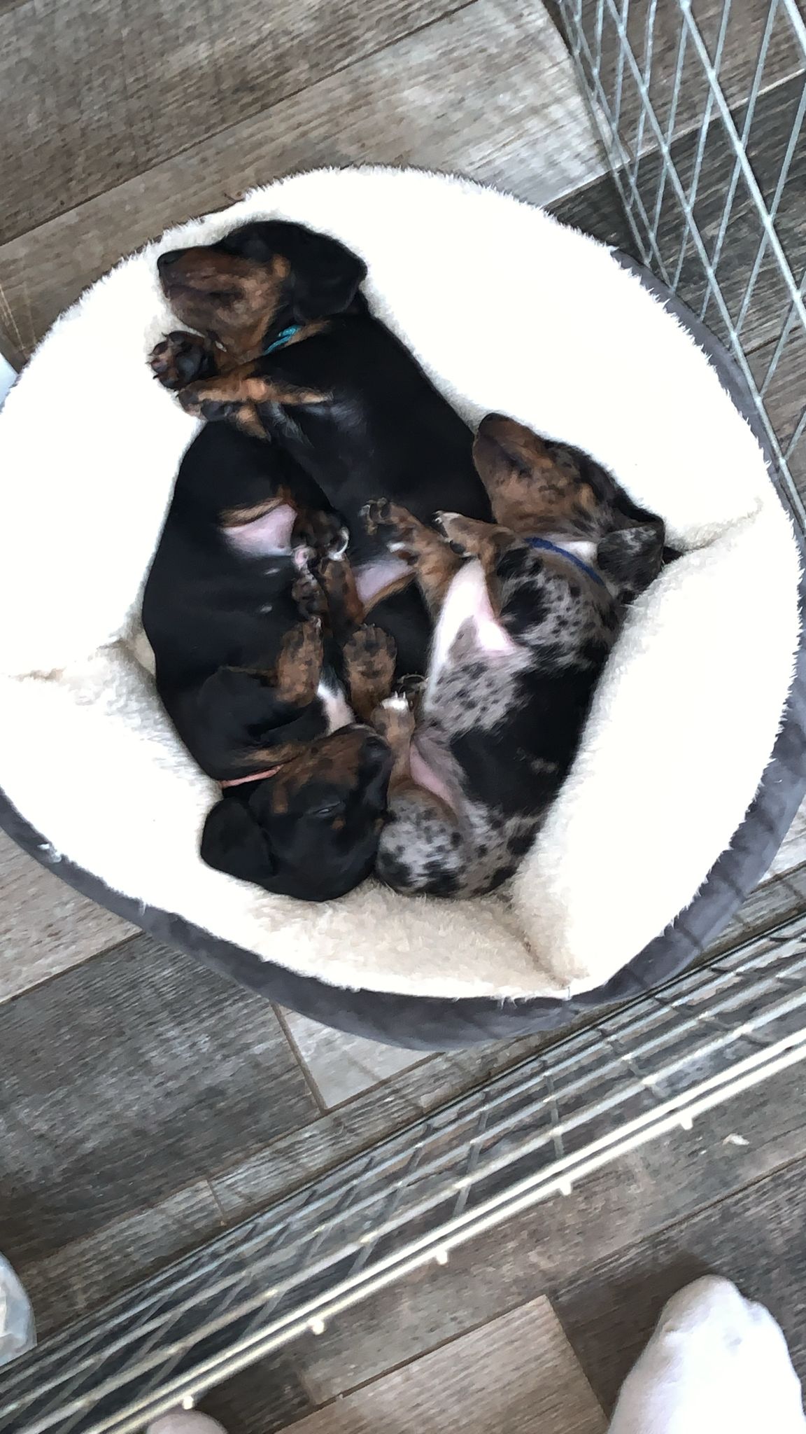 Miniature Dachshund