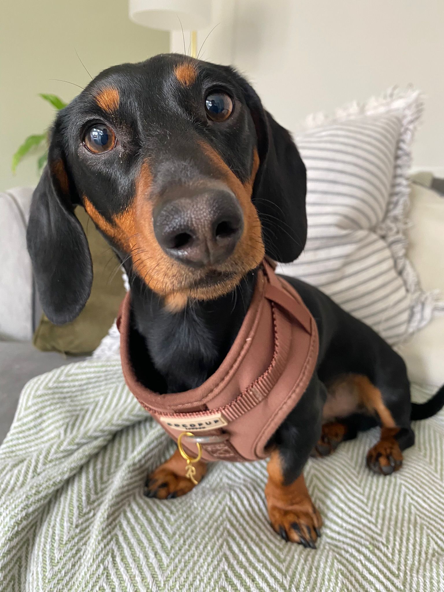 Miniature Dachshund