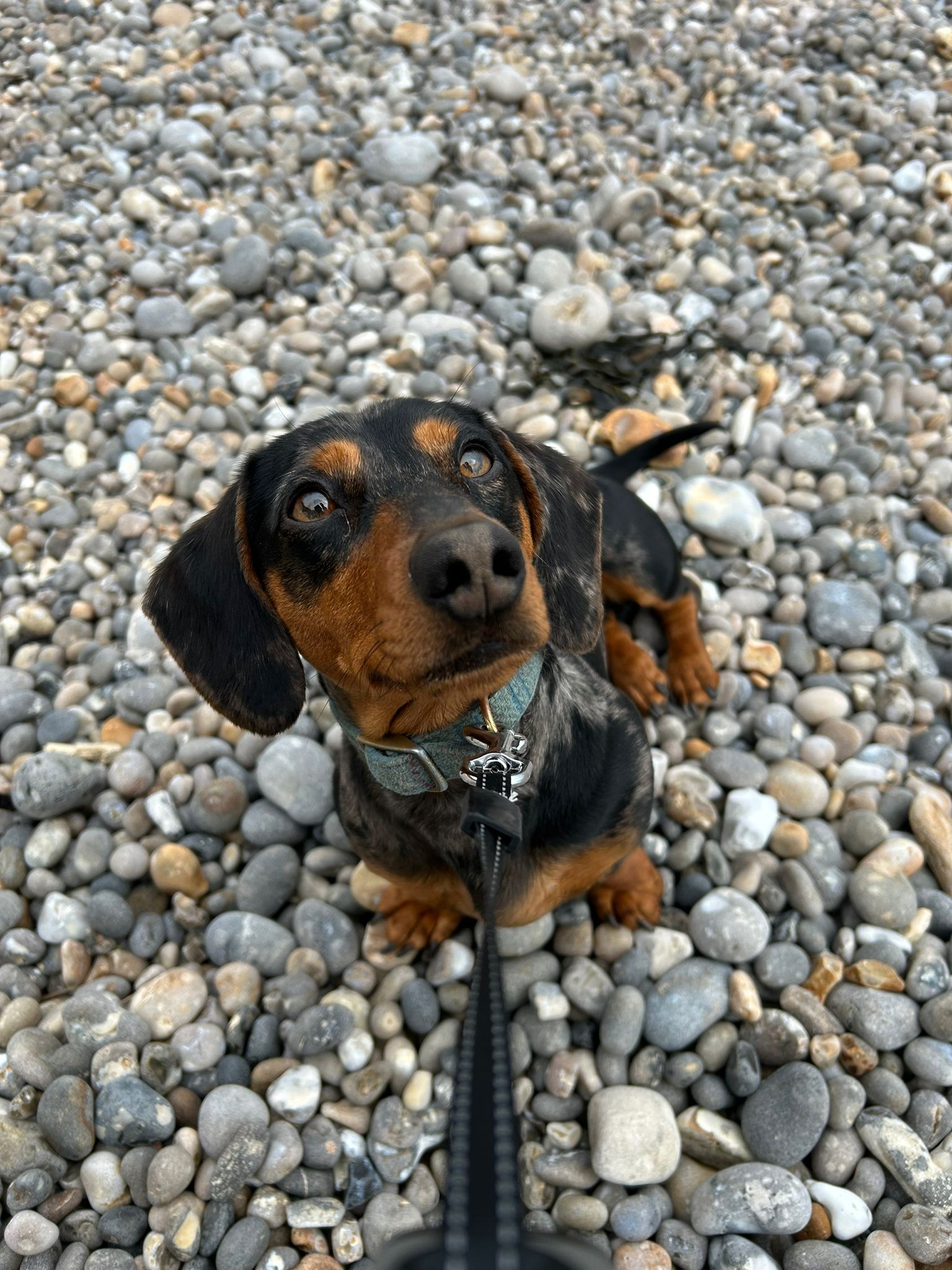Miniature Dachshund