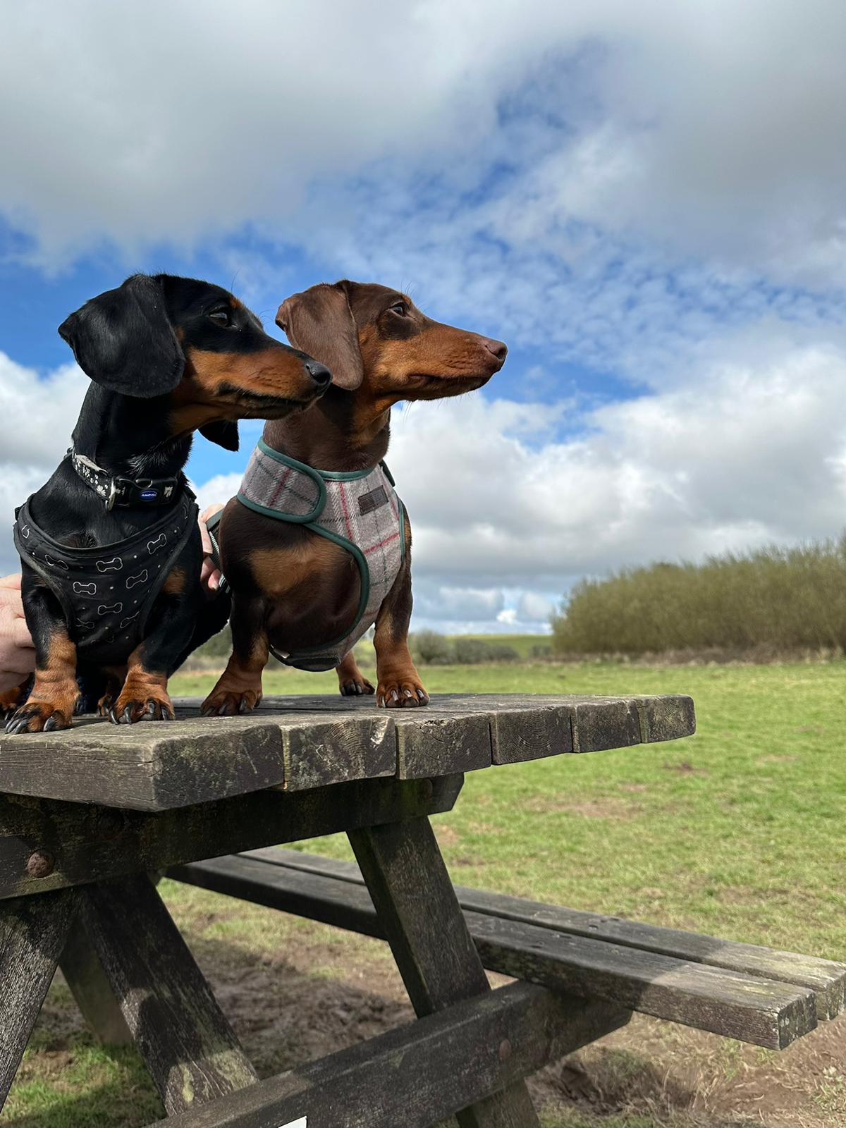 Miniature Dachshund