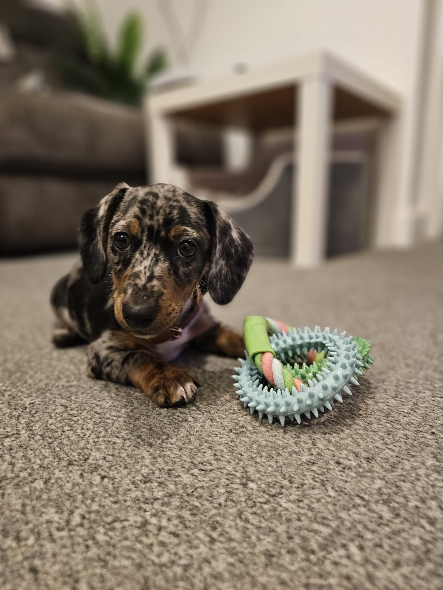 Miniature Dachshund