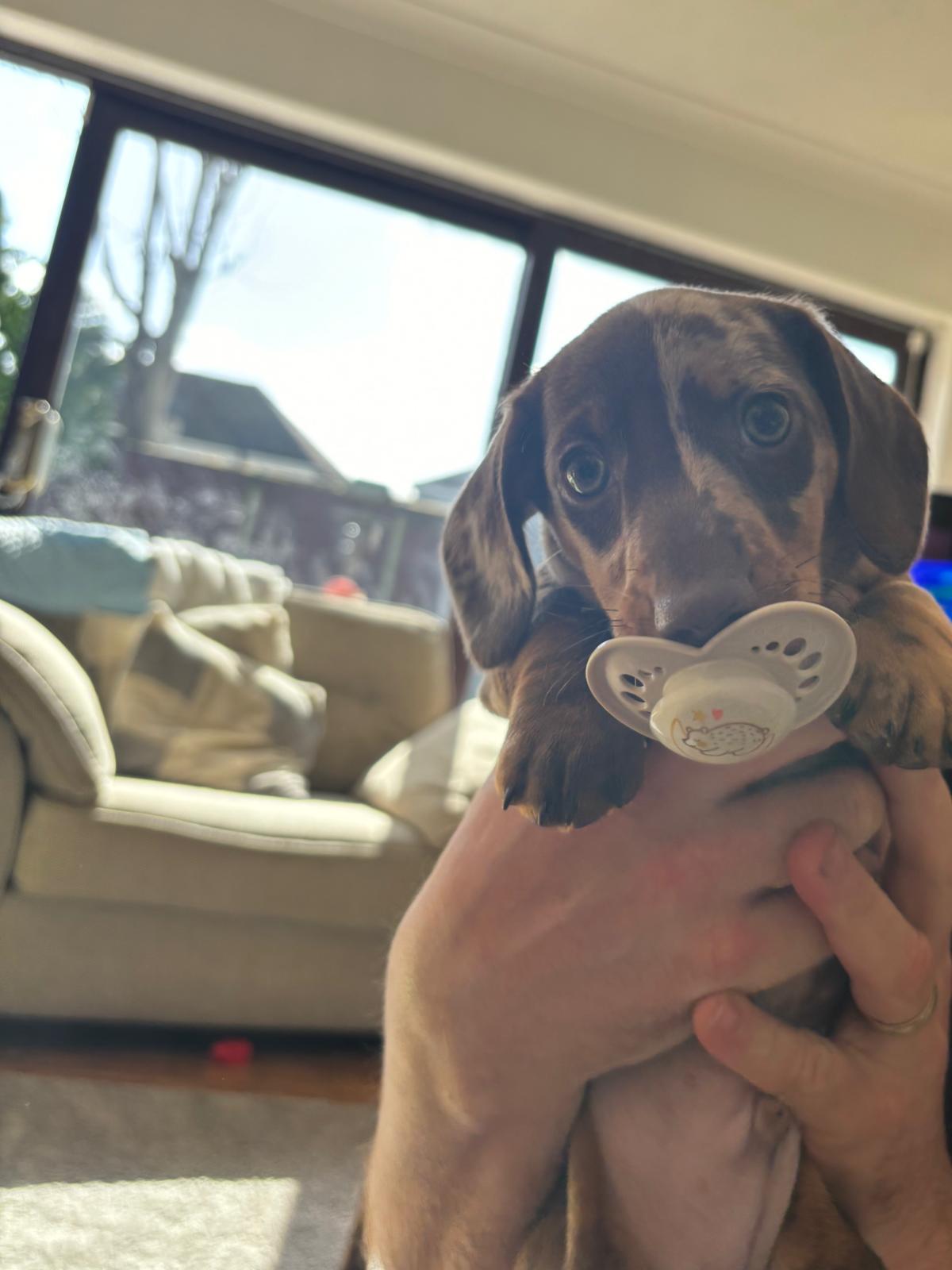 Miniature Dachshund