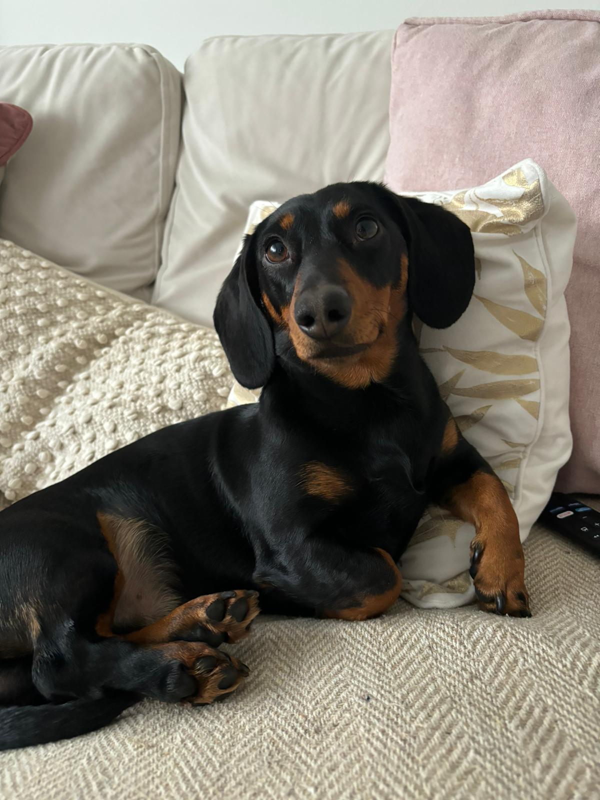 Miniature Dachshund