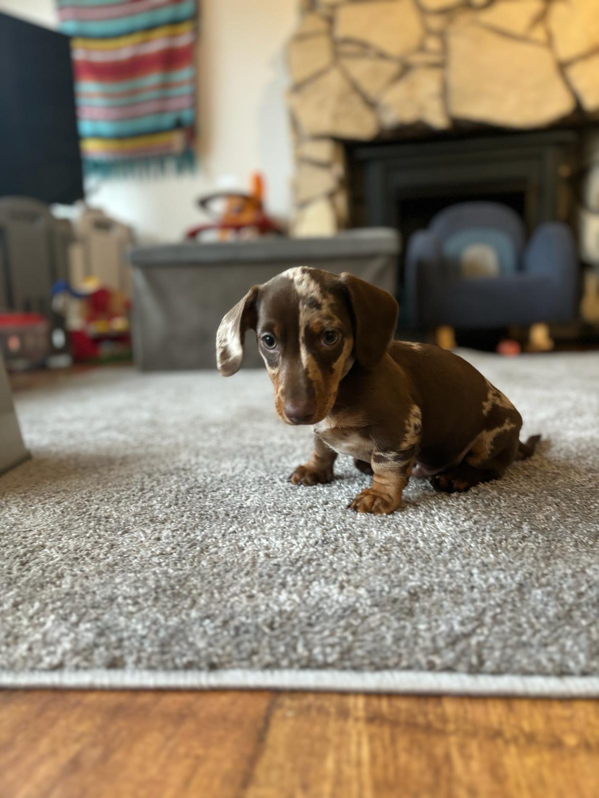Miniature Dachshund