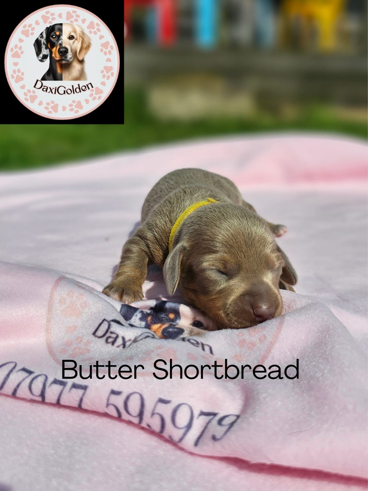 Miniature Dachshund