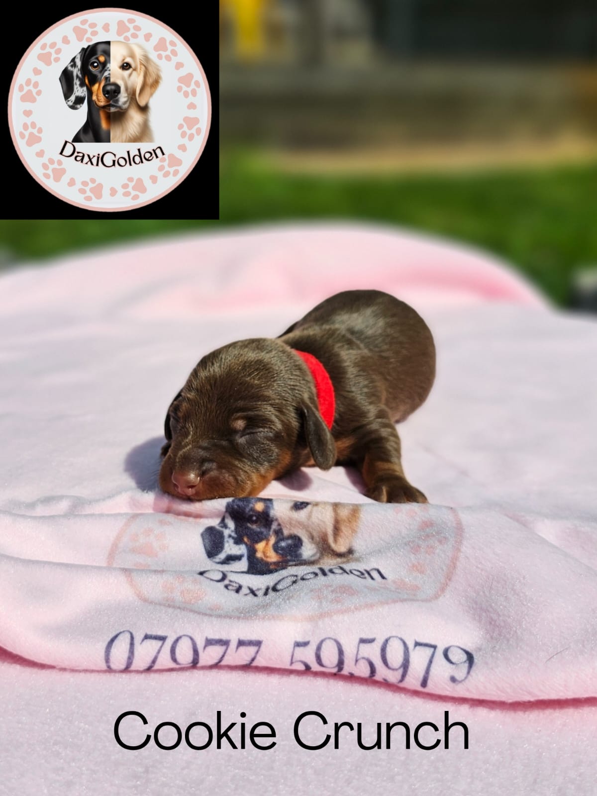 Miniature Dachshund