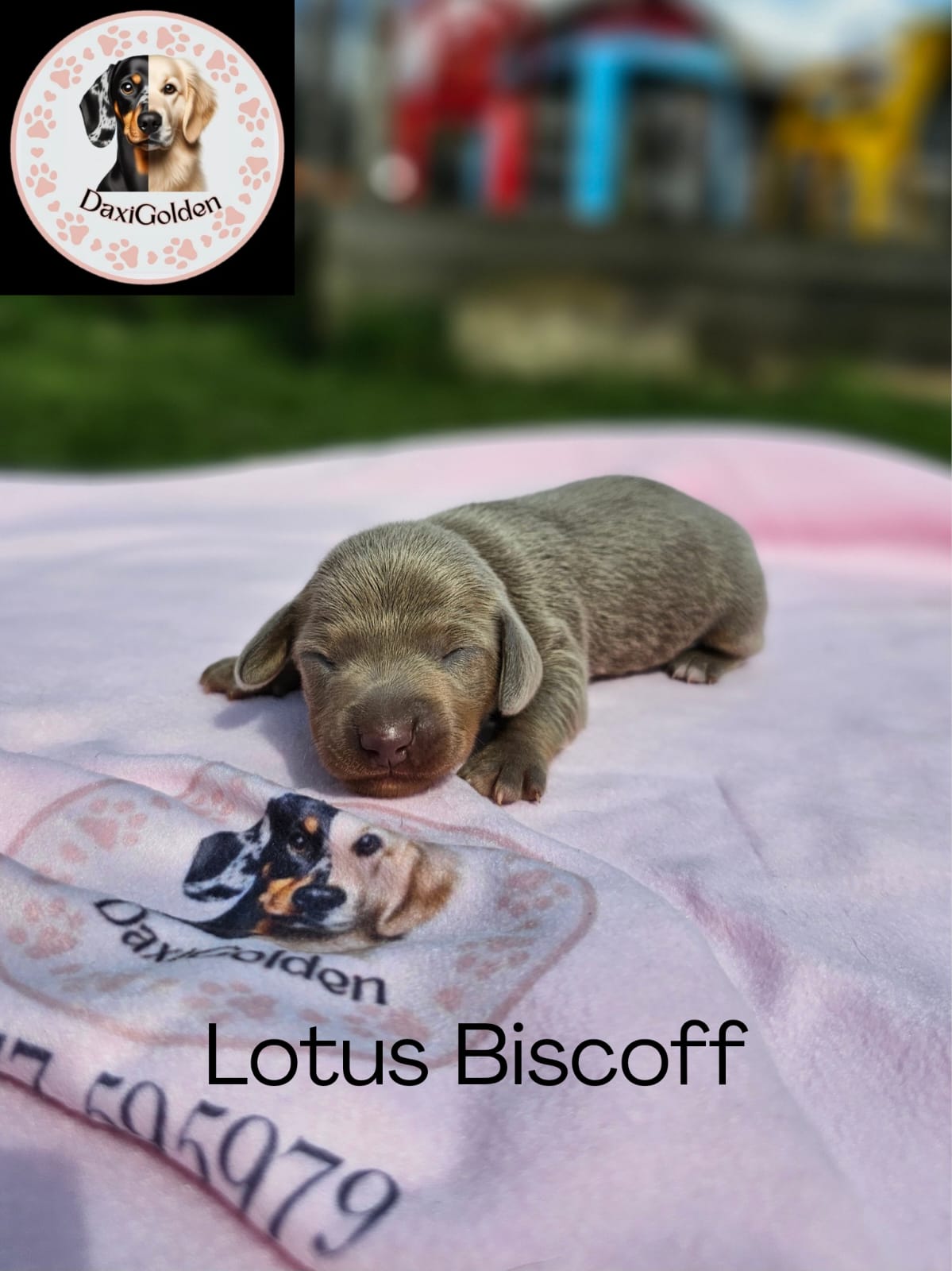 Miniature Dachshund