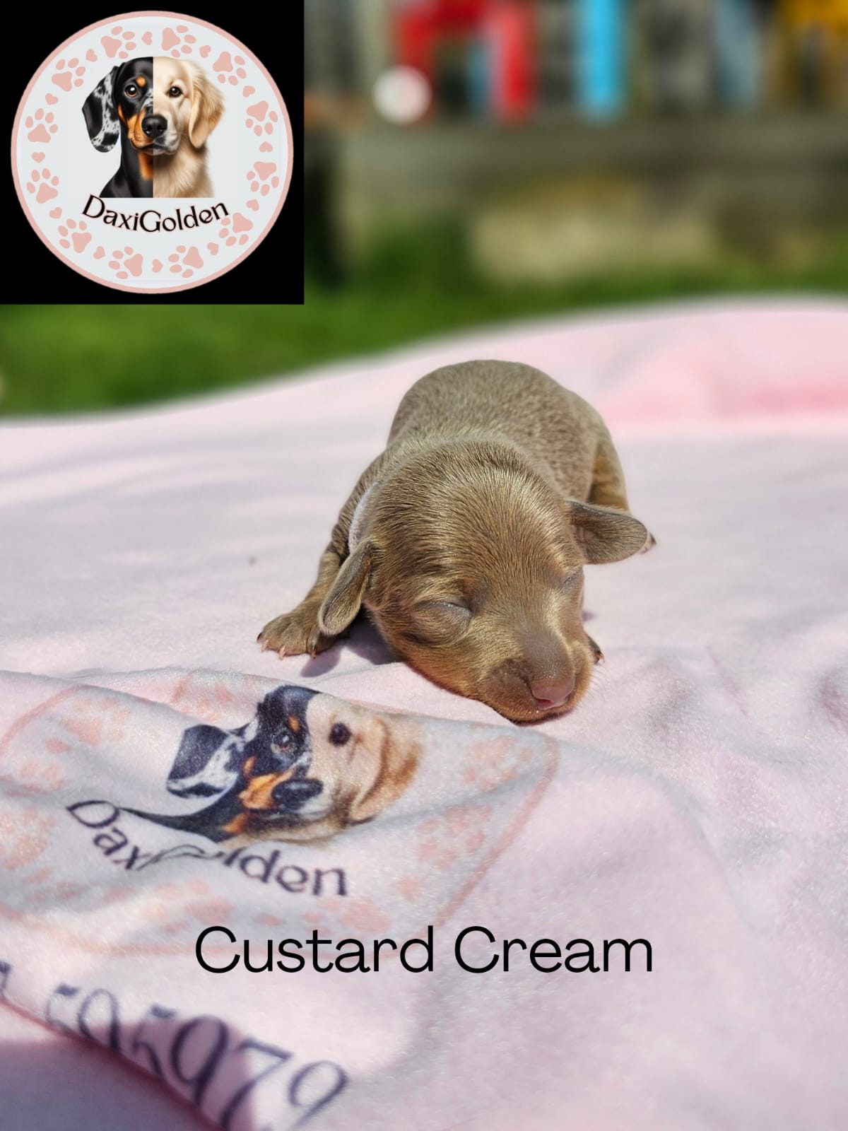 Miniature Dachshund