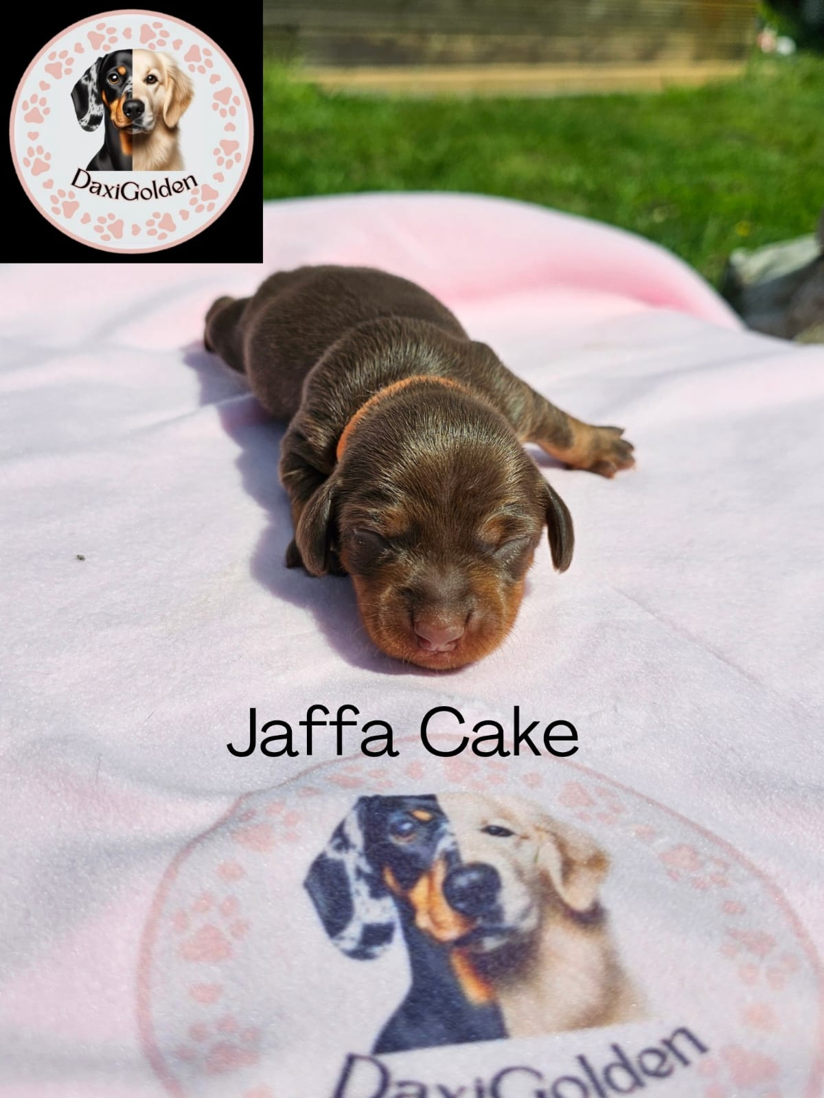 Miniature Dachshund