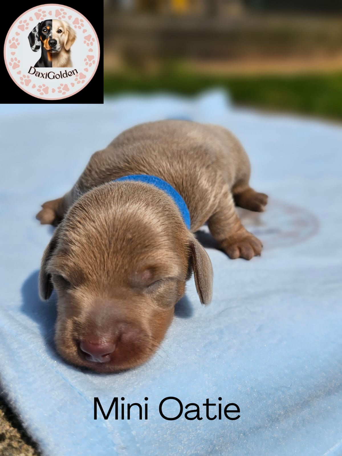 Miniature Dachshund