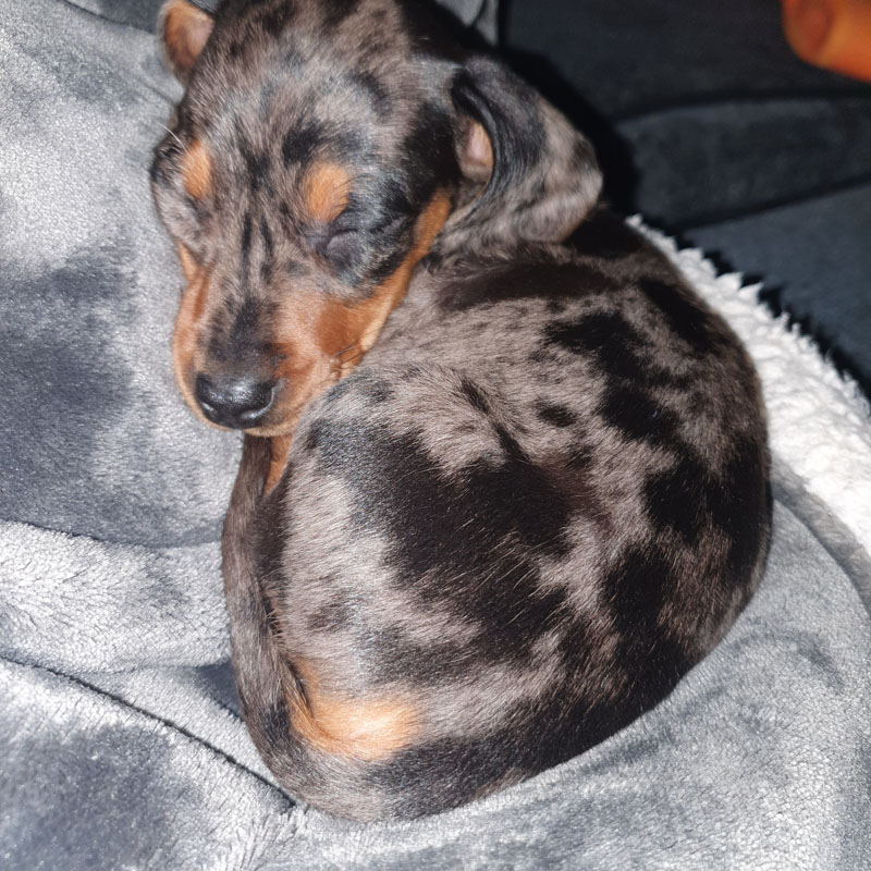 Miniature Dachshund