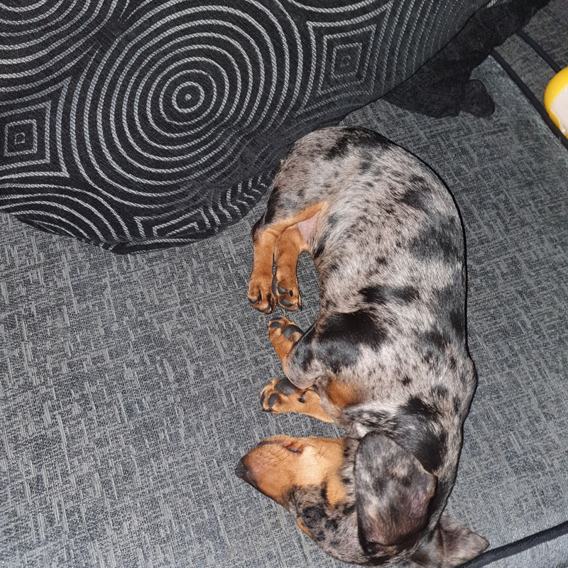 Miniature Dachshund