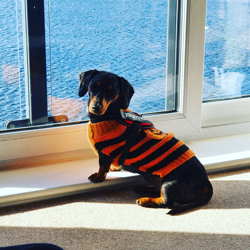 Miniature Dachshund