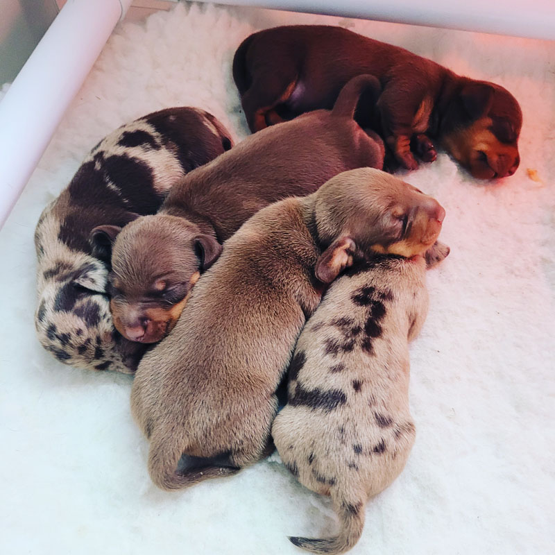 Miniature Dachshund