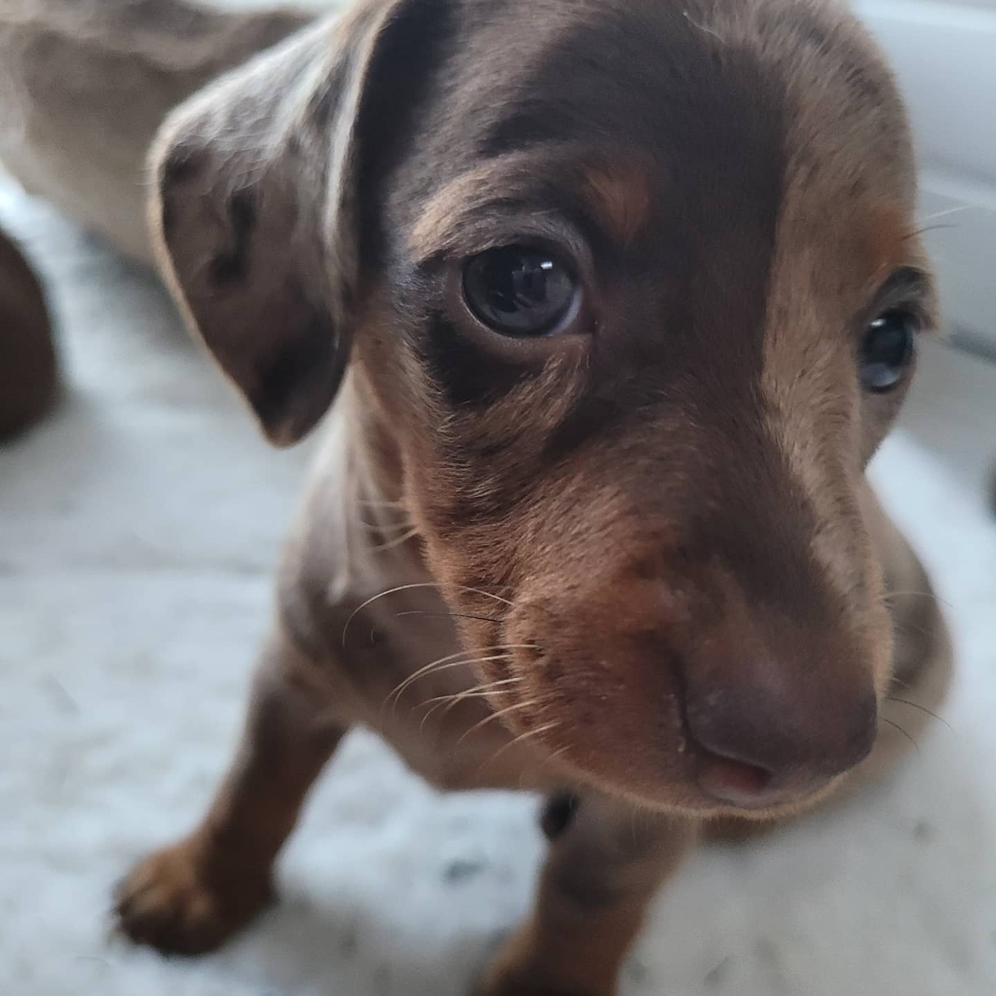 Miniature Dachshund