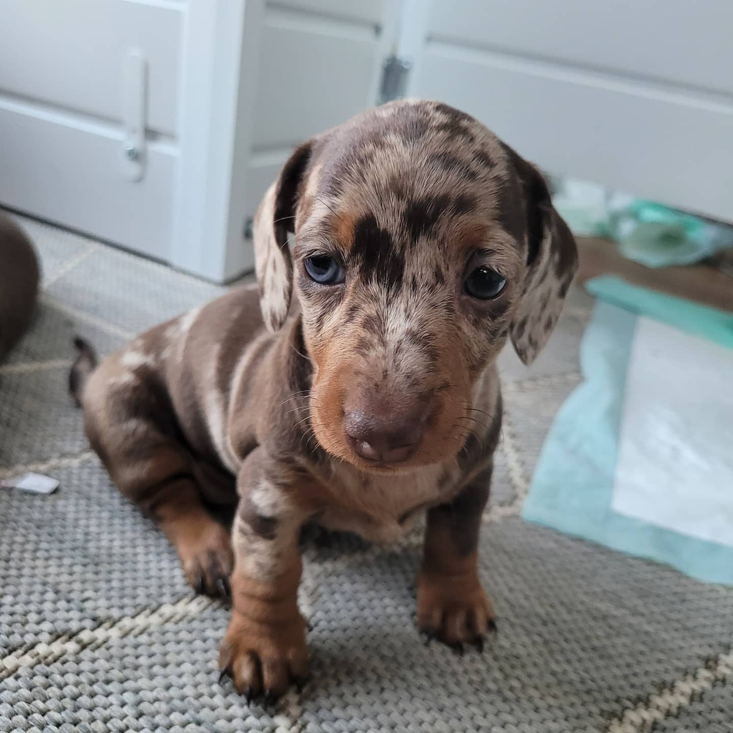 Miniature Dachshund