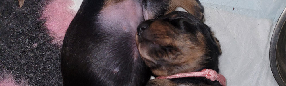 Dachshunds Banner