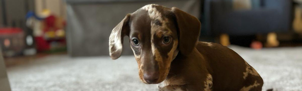 Dachshunds Banner