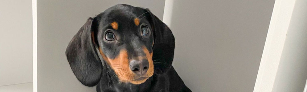 Dachshunds Banner