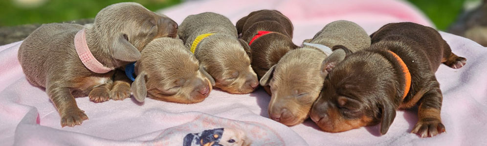 Dachshunds Banner