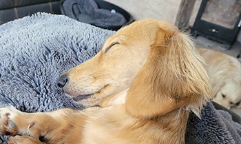 Daxigolden Dachshund