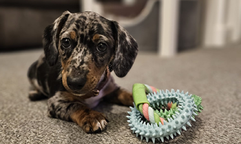 Daxigolden Dachshund