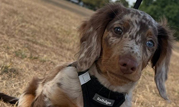 Daxigolden Dachshund